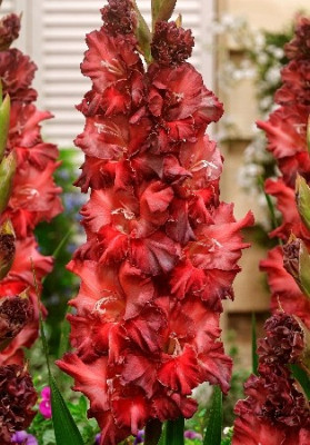 Гладиолус Саратов (1шт) 5686