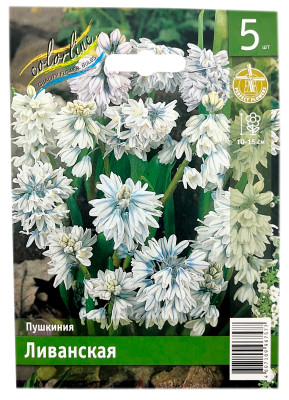 Пушкиния ЛИВАНСКАЯ