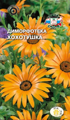 Диморфотека Хохотушка выемчатая Диморфотека Хохотушка выемчатая