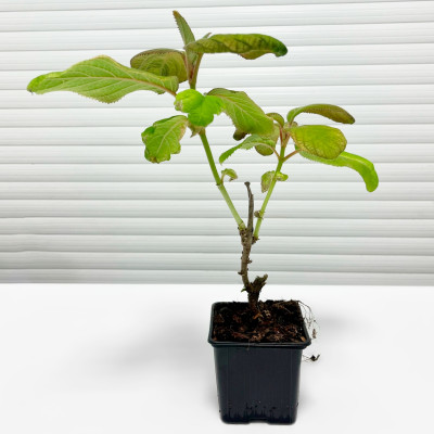 Гортензия шершавая Саржента (5)