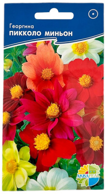 Георгина ПИККОЛО МИНЬОН АКВАРЕЛЬ