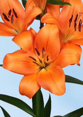 Лилия Эньяк (1шт)