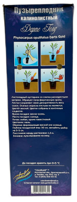 Пузыреплодник Дартс Голд