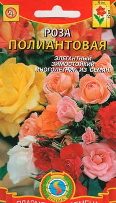 Роза полиантовая смесь 10шт