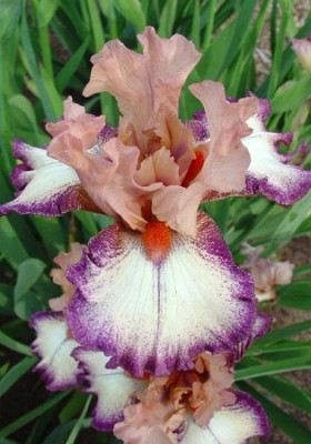 Ирис Германский Морнинг Моод (1шт) 5770