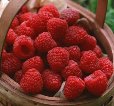 Малина Мишутка