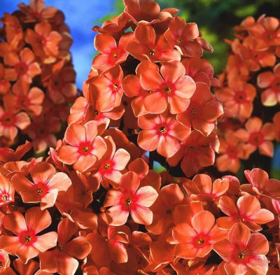 Флокс Оранж Перфекшион (2шт)