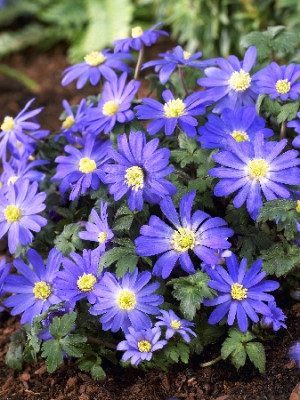 Анемона Блю Шейдс (10шт) 178