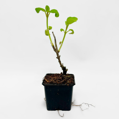 Гортензия шершавая Саржента