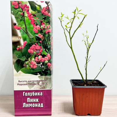 Голубика ПИНК ЛИМОНАД