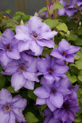 Клематис Эстер (1шт) 4242