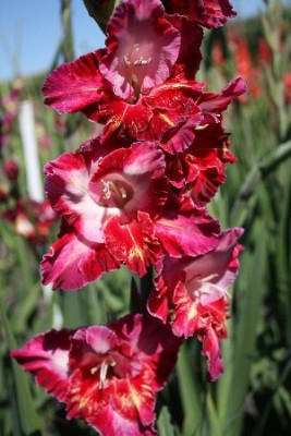 Гладиолус Рубино (1шт) 2343