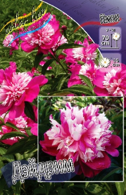 Пион Дэйдрим (упаковка 1шт) 1852
