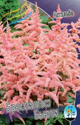 Астильба Брессингэм Бьюти (1шт) 4065