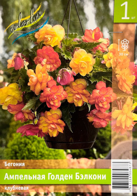 Бегония ампельная Голден Бэлкони (1шт)