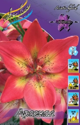 Лилия Арсенал (1шт) 3690