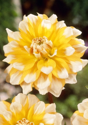 Георгин Сиэттл (1шт) 7784