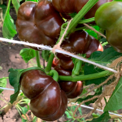 Перец Томатен паприка шоколад (25шт)