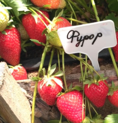 Земляника (Клубника) Фурор в кассете