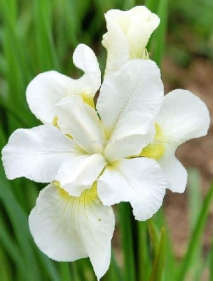 Ирис сибирский Эстер С.Д.М. (1шт) 5452