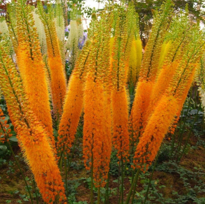 Эремурус (ширяш) Клеопатра (1шт)