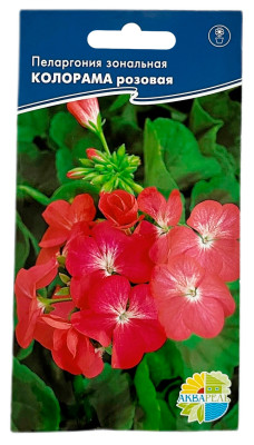 Пеларгония зональная Колорама розовая акварель
