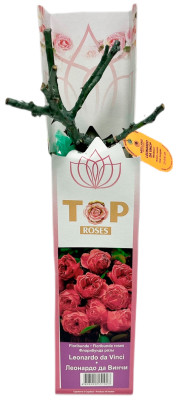Роза флорибунда ЛЕОНАРДО ДА ВИНЧИ LEONARDO DA VINCI (2)