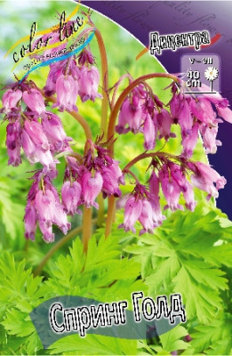 Дицентра Спринг Голд (1шт) 4200