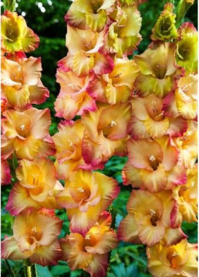 Гладиолус Пенза (1шт) 3038