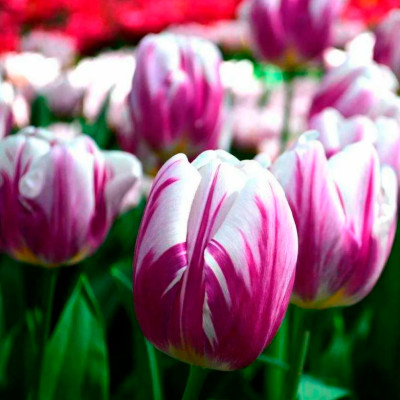 Тюльпан Флэминг Флаг (1шт)