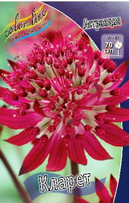Астранция Кларет (1шт) 1472
