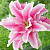 Лилия Роселили Белоника 12/14 (1шт)