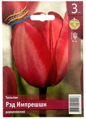 Тюльпан РЭД ИМПРЕШШН дарвиновский