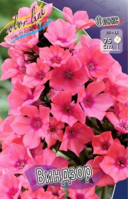 Флокс Виндзор (1шт) 1449