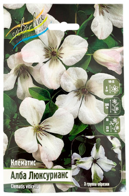 Клематис АЛБА ЛЮКСУРИАНС (3 группа обрезки)
