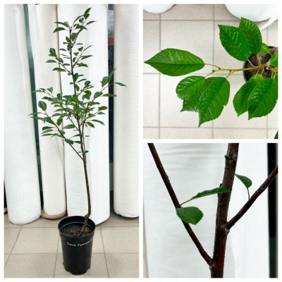 Вишня Харитоновская