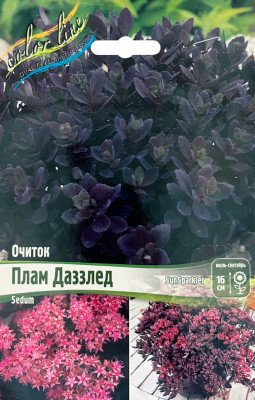 Очиток Плам Даззлед саженцы (Р9)