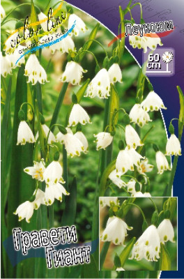 Леукоюм Гравети Гиант (5шт) 5892