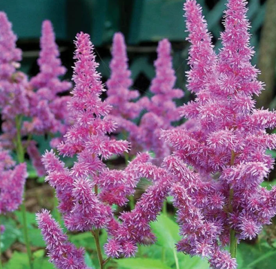 Астильба Аметист (2шт) 1669