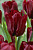 Тюльпан Маскара (1шт) 6209