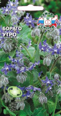 Бораго Утро (огуречная трава)