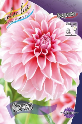 Георгин Пичес 1шт