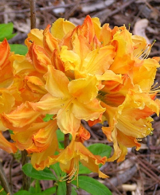 Азалия японская Голден Лайтс 5611