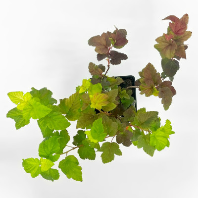 Пузыреплодник Амбер Юбилей (5)