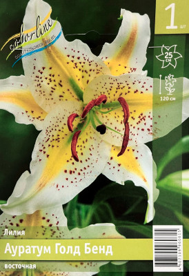 Лилия Ауратум Голд Бенд (1шт)