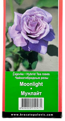 Чайногибридная роза МУНЛАЙТ MOONLIGHT