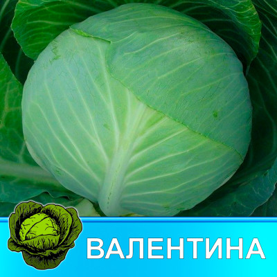 Рассада Капусты микс Рассада Капусты микс