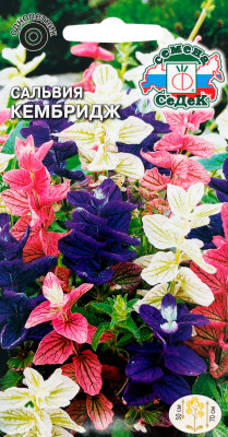 Сальвия Кембридж (хорминовая, смесь)