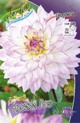 Георгин Крейзи Лов (1шт) 3614