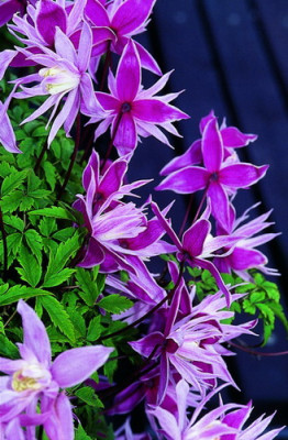 Клематис Маркхамс Пинк